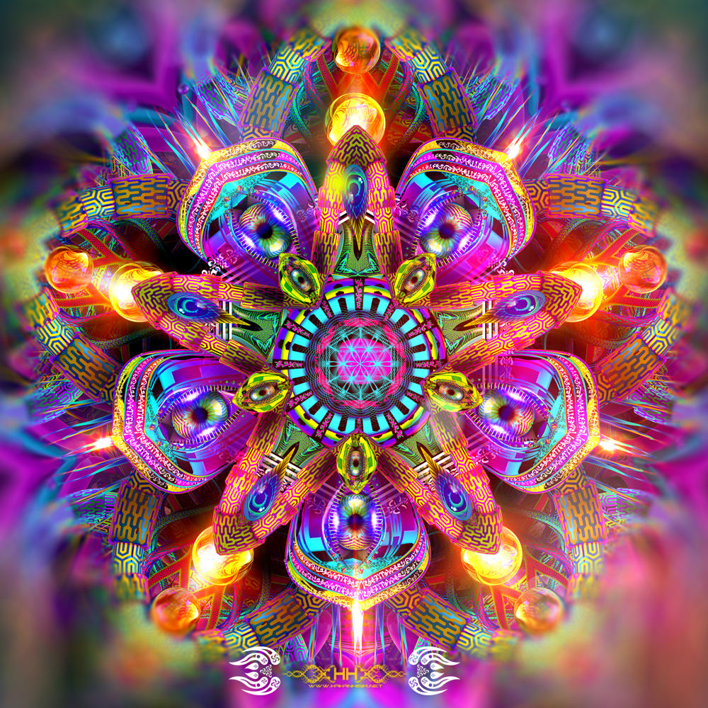 Asteroidea Venusia detail 1