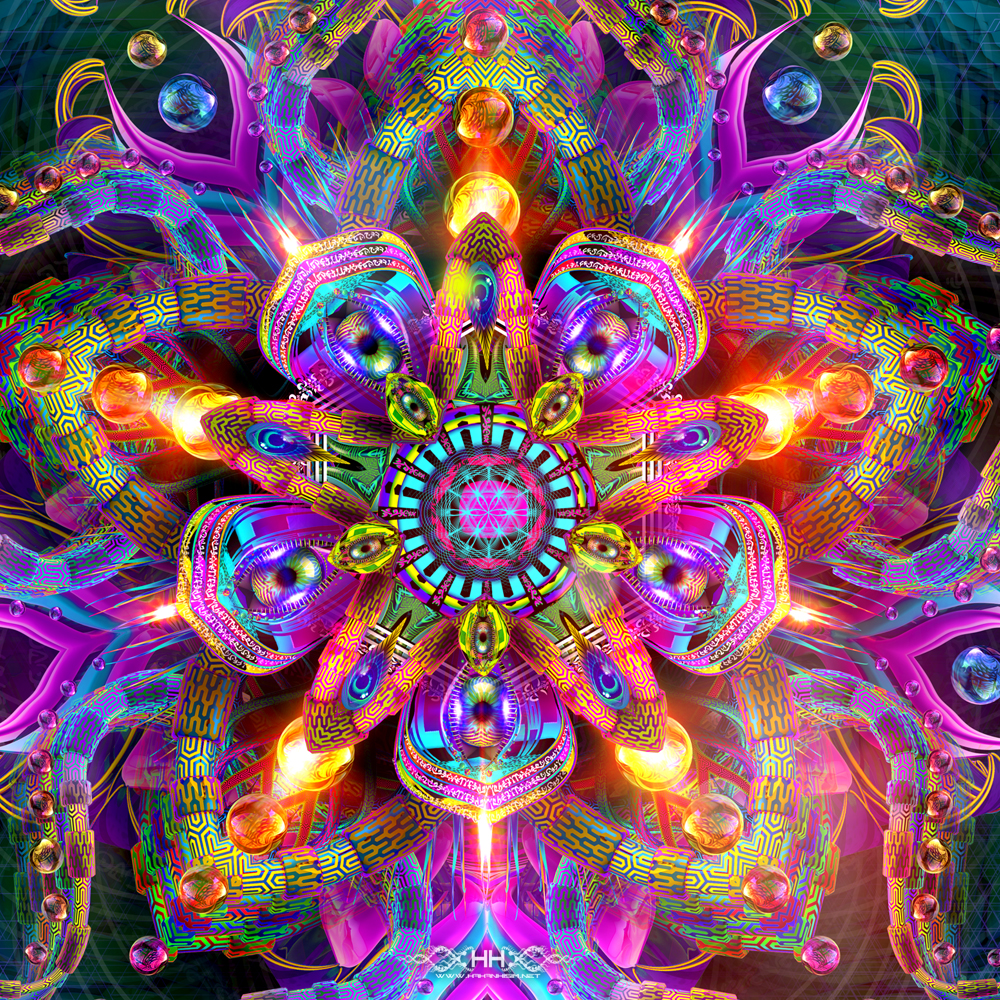 Asteroidea Venusia detail 10