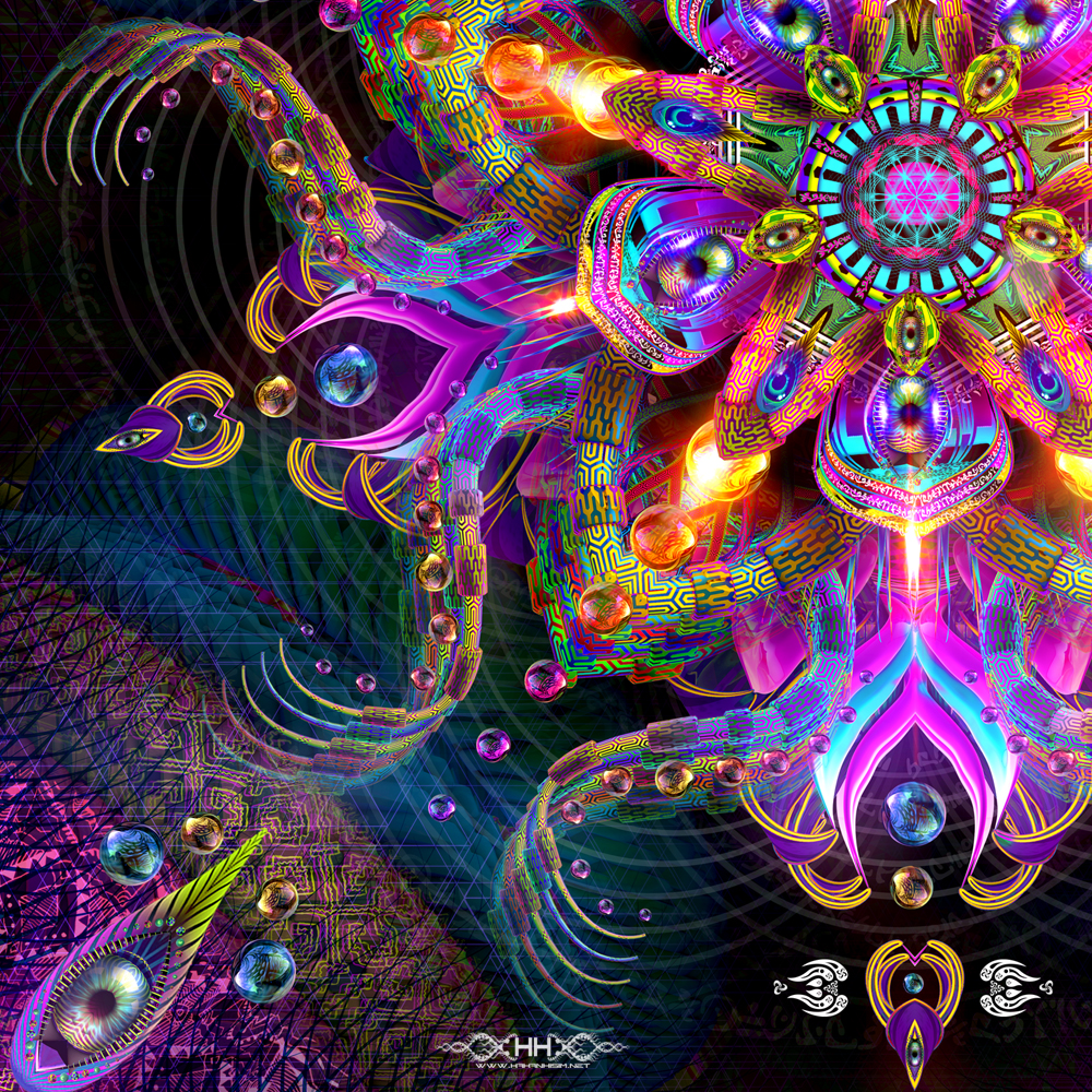 Asteroidea Venusia detail 11